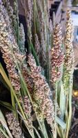 Closeup of Sorghum bicolor, also known as sorghum, jowar, or milo. This image showcases the crop's versatility and importance in agriculture and food production, emphasizing its essential role. photo