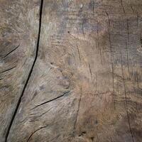 A close up of a tree trunk with a wood texture photo
