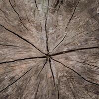 A close up of a tree stump with a circular cut photo