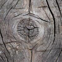A close up of a tree trunk with a hole in it photo