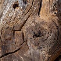 A close up of a tree trunk with a hole in it photo