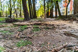 Pile of logs, sticks and bark, other pieces of woods from fallen tree outside surrounded by other organic and decomposing photo