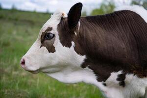 Cow grazing in fresh pastures. Cow grazing on a meadow. Cattle standing in a green field and looking away. Close up photo