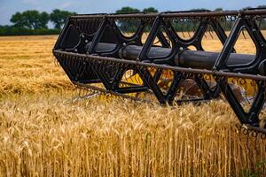Cropped view of the combine harvester in action on the field. Combine harvester. Harvesting machine for harvesting a wheat field photo