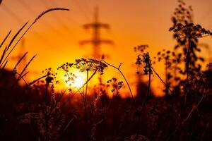 High voltage metal post. High-voltage towers in the forest with sunset and twilight sky with clouds background. Silhouette of the grass at the first plan photo
