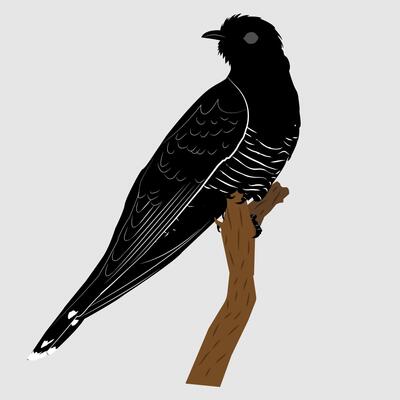 Black silhouette of a cuckoo on a vertical branch on a white background