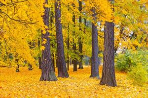 Autumn forest landscape. Gold color tree, red orange foliage in fall park. Nature change scene. Yellow wood in scenic scenery. Sun in blue sky. Panorama of a sunny day, wide banner, panoramic view. photo