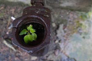 Plant grows from a rusty pipe. Germ of plant. New life. Plant embryo. Ecology. Save environment. Water supply pipe. photo