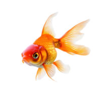 Goldfish isolate transparency background png