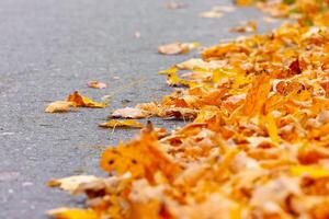 Curve asphalt road in autumn fall forest. Autumnal background. Selective focus photo