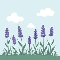 Illustration of lavender flowers in a green field under a clear blue sky with fluffy white clouds. vector