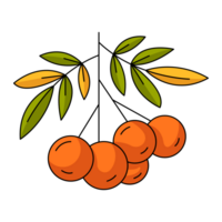 Rowan branch with edible red berries, healthy nutrition. Flat outline element, color illustration. For logo, sticker, print, web design, scrapbooking png