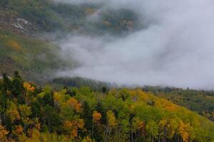 This photograph captures a breathtaking view of a mixed forest photo
