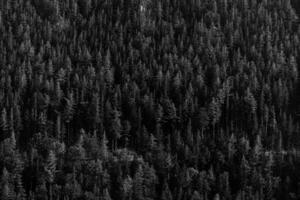 Lush green pine tree forest fresh on mountain side forrest of trees photo