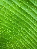Close-up green leaf with water drops in the rainy day for natural background photo