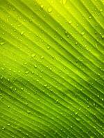 Close-up green leaf with water drops in the rainy day for natural background photo