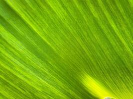 Green leaf texture for natural background photo