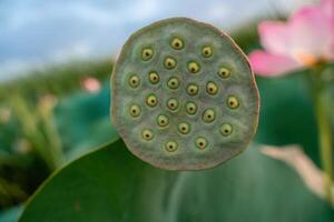 A hand holding a small green flower with many small green dots on it. The flower is surrounded by other flowers. photo