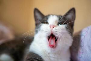 Cat Yawning Bed Closeup - A gray and white cat yawns widely while lying down on a bed. The image is a close-up shot, focusing on the cat's face. photo