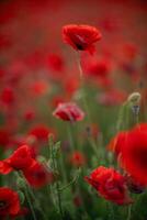 Poppies Field Flowers Red. A close-up view of a field of red poppies swaying gently in the wind. photo