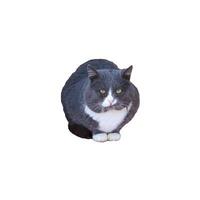 Gray British cat with yellow eyes sits, huddled from the cold - color photo, isolate for design photo