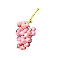 Bunch of ripe pink grapes on a branch - color photo, isolate for design photo