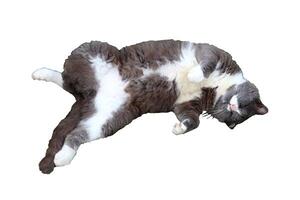 Gray cat with white chest lies on side and looks - color photo, isolate for design photo