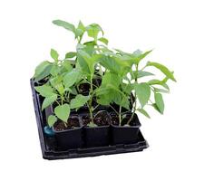 Pepper seedlings, sprouts in plastic cups with soil on a tray on a white background, side view - isolate for packaging design photo