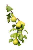 Ripe yellow pears of the Lada variety on a branch with leaves - color photo, isolate for design photo