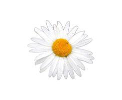 Garden white chamomile flower Daisy with drops on the petals - color photo on white background, isolate for design
