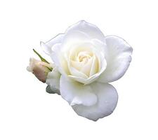 White rose flower with bud - color photo on white background, isolate for design