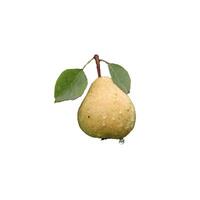 Ripe yellow pear on a branch with leaves and raindrops - color photo, isolate for design photo