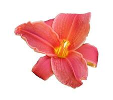 Light red lily, daylily flower - color photo on white background, isolate for design