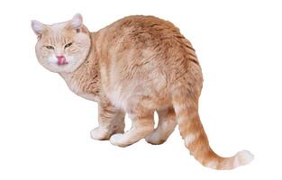 Red peach cat and licks its lips standing with back turned around - color photo, isolate for design photo