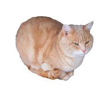 Red peach frozen cat sits with its paws tucked in, curled up - color photo, isolate for design photo