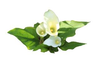 Three calla lily flowers in leaves - color photo on white background, isolate for design