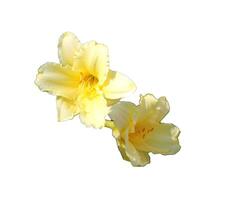 Two flowers of soft yellow daylily flowers - color photo on white background, isolate for design