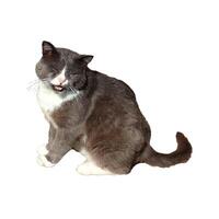 Gray British cat meows with his eyes closed and his mouth slightly open - color photo, isolate for design photo