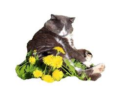 Gray cat lying on its side with its head turned over its back in yellow dandelions - color photo, isolate for design photo