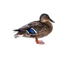 Common Male Mallard Duck Standing in Profile - Color Photo, Isolate for Design photo
