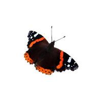 Admiral butterfly with orange and white spots, insect with spread wings - color photo, isolate for design photo