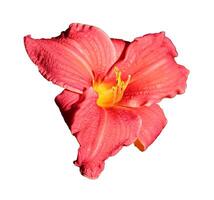 Red lily, daylily flower - color photo on white background, isolate for design