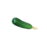 Fresh ripe vegetable green cucumber with flower on white background, top view - isolate for design photo