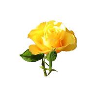 Yellow rose flower with bud and leaf - color photo on white background, isolate for design