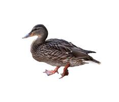 Mallard duck in profile, raising paw to step left - color photo, isolate for design photo