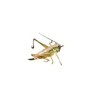 Green sitting grasshopper, insect - color macro photo, isolate for design photo