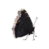 Butterfly with black folded wings, insect - color macro photo, isolate for design photo