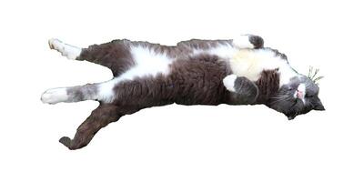 Gray cat lying on its back with its hind legs extended, its front legs tucked in, its head turned - color photo, profile view, isolate for design photo
