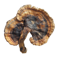 A mushroom with brown and black spots on it png
