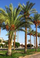 Alley of date palms in the resort city of Sharm El Sheikh in the summer of 2021. Egypt photo